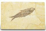 Detailed Fossil Fish (Knightia) - Wyoming #322572-1